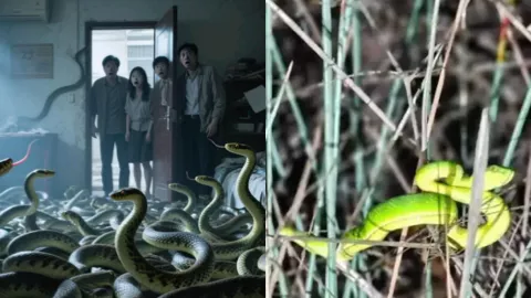 广州小区蛇群泛滥